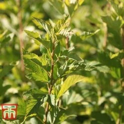 Physocarpus Opulifolius 'Angel Gold' -Perfect Greenery PHYS T66378 G