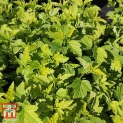 Physocarpus Opulifolius 'Angel Gold' -Perfect Greenery PHYS T66378 H