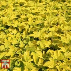 Physocarpus Opulifolius 'Angel Gold' -Perfect Greenery PHYS T66378 I
