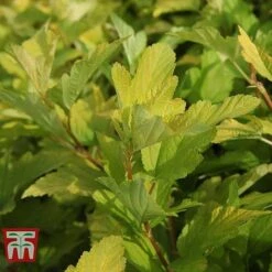 Physocarpus Opulifolius 'Angel Gold' -Perfect Greenery PHYS T66378 J