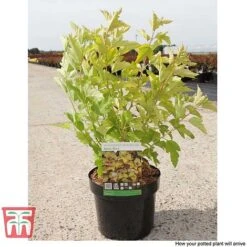 Physocarpus Opulifolius 'Angel Gold' -Perfect Greenery PHYS T66378 L