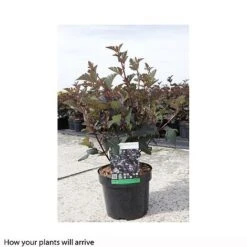 Physocarpus Opulifolius 'Diabolo' -Perfect Greenery PHYS T66380 B h
