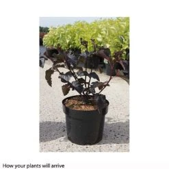 Physocarpus Opulifolius 'Midnight' -Perfect Greenery PHYS T66382 B h