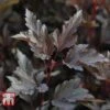 Physocarpus Opulifolius 'Summer Wine' -Perfect Greenery PHYS T66383 A