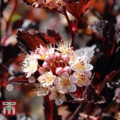 Physocarpus Opulifolius 'Summer Wine' -Perfect Greenery PHYS T66383 B