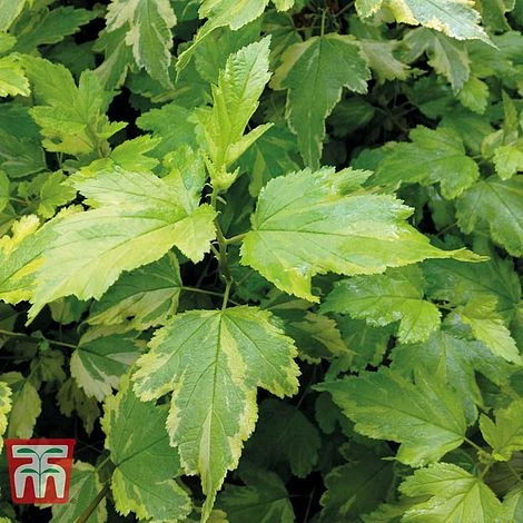 Physocarpus Opulifolius 'Annys Gold' 3 Physocarpus Opulifolius 'Annys Gold'