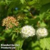 Physocarpus Capitatus 'Tilden Park' -Perfect Greenery PHYS TILD1