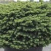 Picea Abies 'Little Gem' -Perfect Greenery PICE T57981 A h