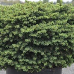 Picea Abies 'Little Gem'