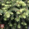 Picea Abies 'Nidiformis' -Perfect Greenery PICE T66385 A
