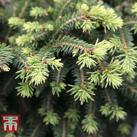 Picea Abies 'Nidiformis' 3 Picea Abies 'Nidiformis'