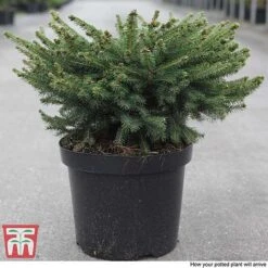 Picea Abies 'Nidiformis' 10 Picea Abies 'Nidiformis' -Perfect Greenery PICE T66385 D