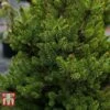 Picea Abies 'Wills Zwerg' -Perfect Greenery PICE T66387 A