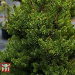 Picea Abies 'Wills Zwerg'