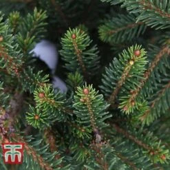 Picea Abies 'Wills Zwerg' -Perfect Greenery PICE T66387 C