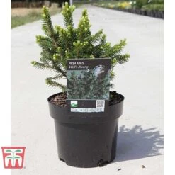 Picea Abies 'Wills Zwerg' -Perfect Greenery PICE T66387 D