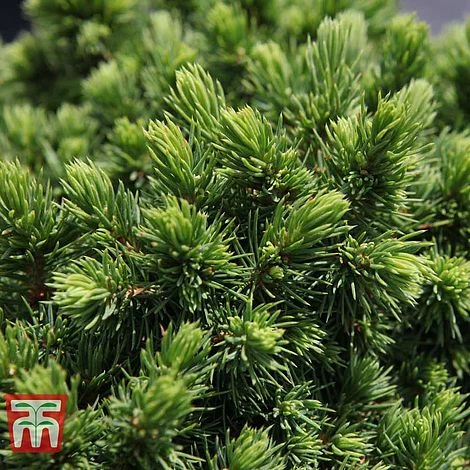 Picea Glauca 'Alberta Globe' 3 Picea Glauca 'Alberta Globe'