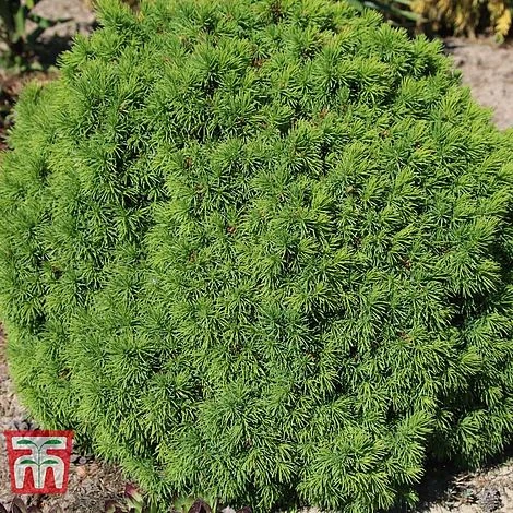 Picea Glauca 'Alberta Globe' 4 Picea Glauca 'Alberta Globe' - Image 2
