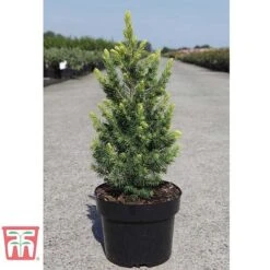 Picea Glauca 'Rainbows End' -Perfect Greenery PICE T66392 D