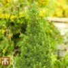 Picea Glauca 'Zuckerhut' 1 Picea Glauca 'Zuckerhut' -Perfect Greenery PICE T66394 A