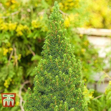 Picea Glauca 'Zuckerhut' 3 Picea Glauca 'Zuckerhut'