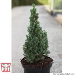 Picea Glauca 'Zuckerhut' 7 Picea Glauca 'Zuckerhut' -Perfect Greenery PICE T66394 C