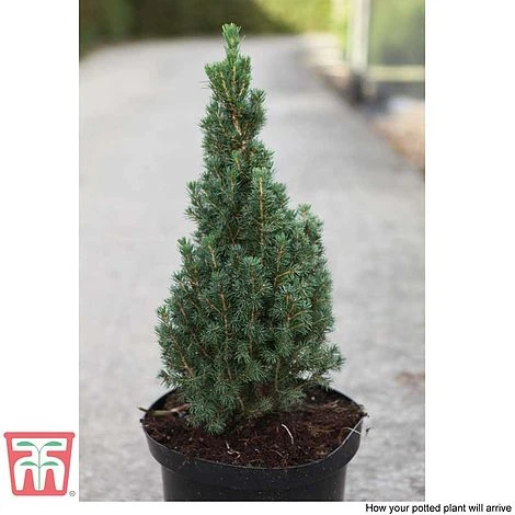 Picea Glauca 'Zuckerhut' 5 Picea Glauca 'Zuckerhut' - Image 3