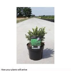 Picea Omorika 'Karel' -Perfect Greenery PICE T66395 A h