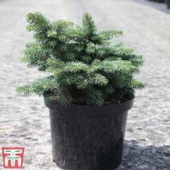 Picea Pungens 'Waldbrunn' -Perfect Greenery PICE T81826 A