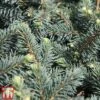 Picea Pungens 'Waldbrunn' -Perfect Greenery PICE T81826 B