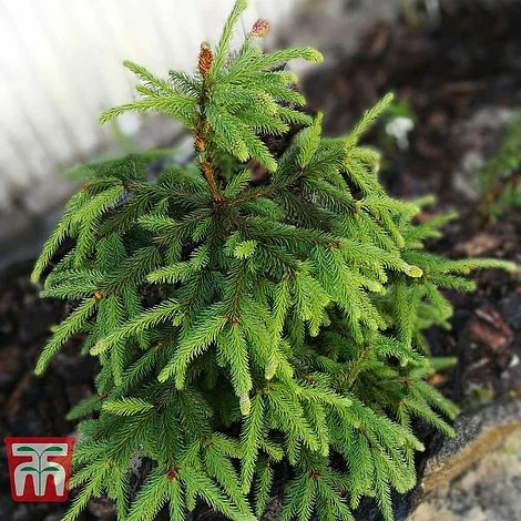 Picea Abies 'Acrocona' 3 Picea Abies 'Acrocona'