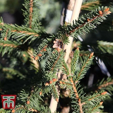 Picea Abies 'Acrocona' 6 Picea Abies 'Acrocona' - Image 4