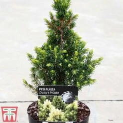 Picea Glauca Var. Albertiana 'J.W. Daisy's White' 5 Picea Glauca Var. Albertiana 'J.W. Daisy's White' -Perfect Greenery PICE TKA3324 A