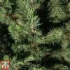 Picea Glauca 'Conica December' -Perfect Greenery PICE TKA3326 B