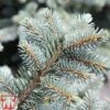 Picea Pungens (Glauca Group) 'Globosa' -Perfect Greenery PICE TKA3328 B