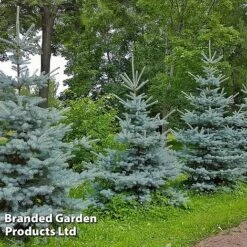 Picea Pungens 'Blue Diamond'