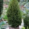 Picea Glauca 'Perfecta' -Perfect Greenery PICE PERFECTA S25075