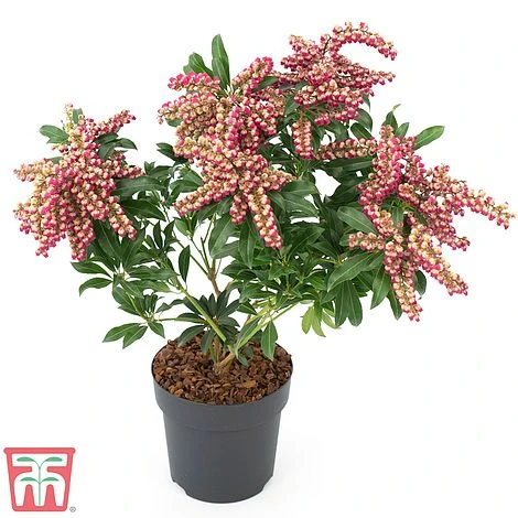 Pieris Japonica 'Passion' 9 Pieris Japonica 'Passion' - Image 7