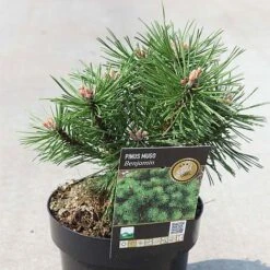 Pinus Mugo 'Benjamin' 7 Pinus Mugo 'Benjamin' -Perfect Greenery PINU 465 NOW1