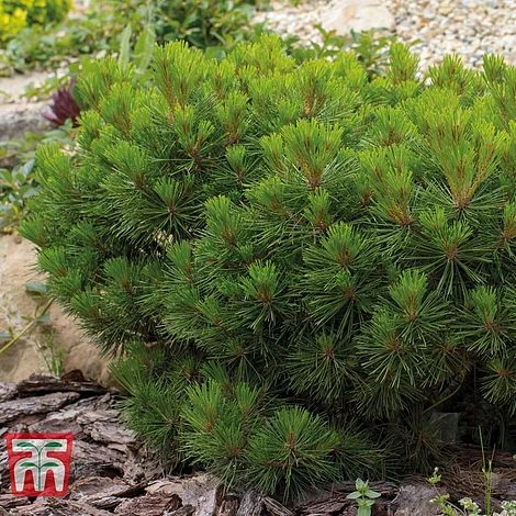 Pinus Mugo 'Pumilio Group' 4 Pinus Mugo 'Pumilio Group' - Image 2