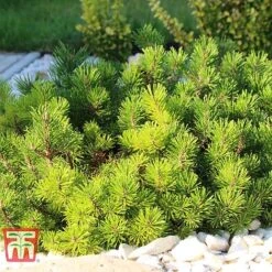 Pinus Mugo 'Pumilio Group' 15 Pinus Mugo 'Pumilio Group' -Perfect Greenery PINU T58029 B
