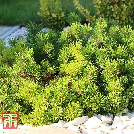 Pinus Mugo 'Pumilio Group' 8 Pinus Mugo 'Pumilio Group' - Image 6