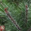 Pinus Mugo 'Pumilio Group' -Perfect Greenery PINU T58029 E