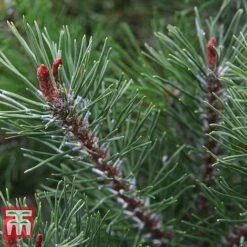Pinus Mugo 'Pumilio Group'