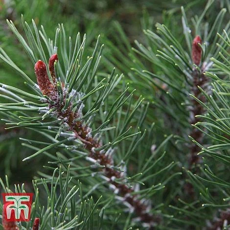 Pinus Mugo 'Pumilio Group' 3 Pinus Mugo 'Pumilio Group'