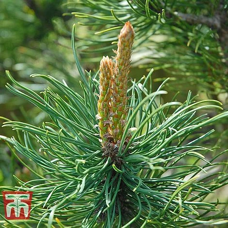 Pinus Mugo 'Pumilio Group' 9 Pinus Mugo 'Pumilio Group' - Image 7