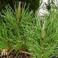 Pinus Mugo 'Pumilio Group' 17 Pinus Mugo 'Pumilio Group' -Perfect Greenery PINU T58029 G