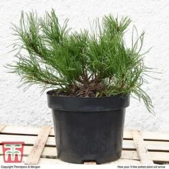 Pinus Mugo 'Pumilio Group' 14 Pinus Mugo 'Pumilio Group' -Perfect Greenery PINU T58029 H