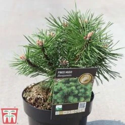 Pinus Mugo 'Benjamin' 6 Pinus Mugo 'Benjamin' -Perfect Greenery PINU TKA3334 A
