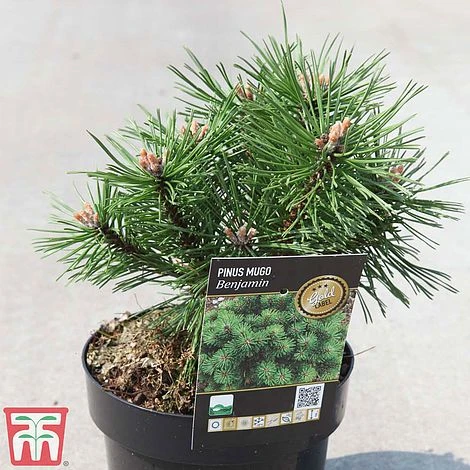 Pinus Mugo 'Benjamin' 4 Pinus Mugo 'Benjamin' - Image 2